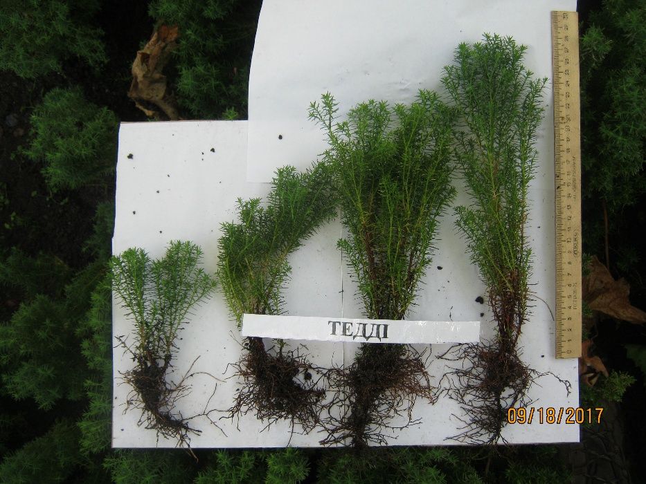 Туіі: одно- і двохрічна розсада.