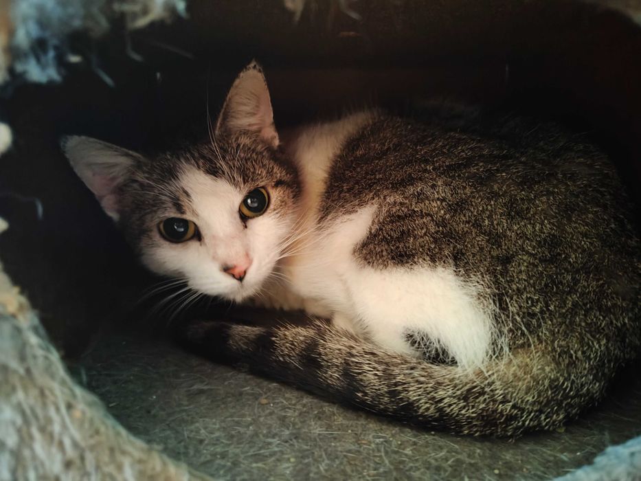 Oddam kotek 3 miesiące