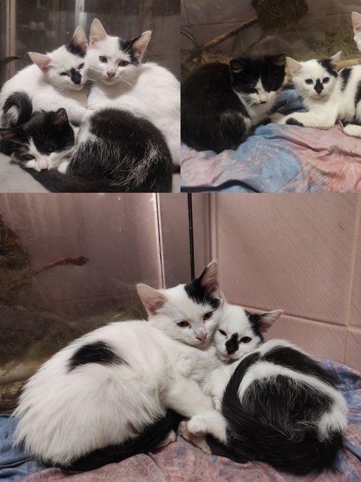 Прекрасные котики ищут семью, бесплатно!!