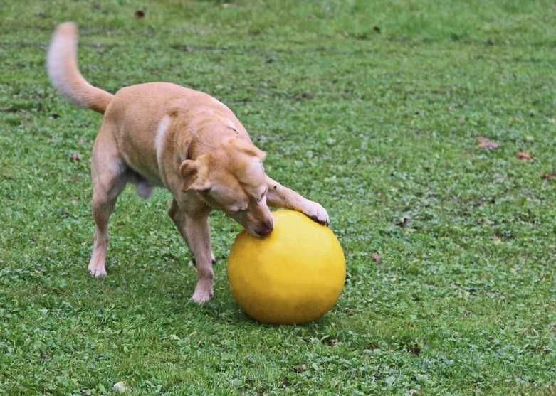 PIŁKA KERBL PET Interaktywna do Zabawy dla Psa Żółta 30cm Zabawka PIES