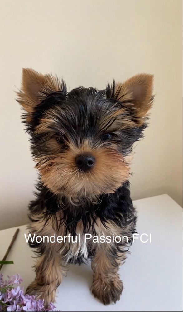 York Yorkshire Terrier ZKwP piesek FCI