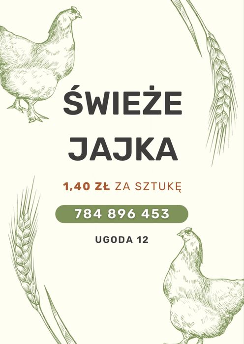 Świeże jaja z wolnego wybiegu domowe naturalne  Ugoda 12