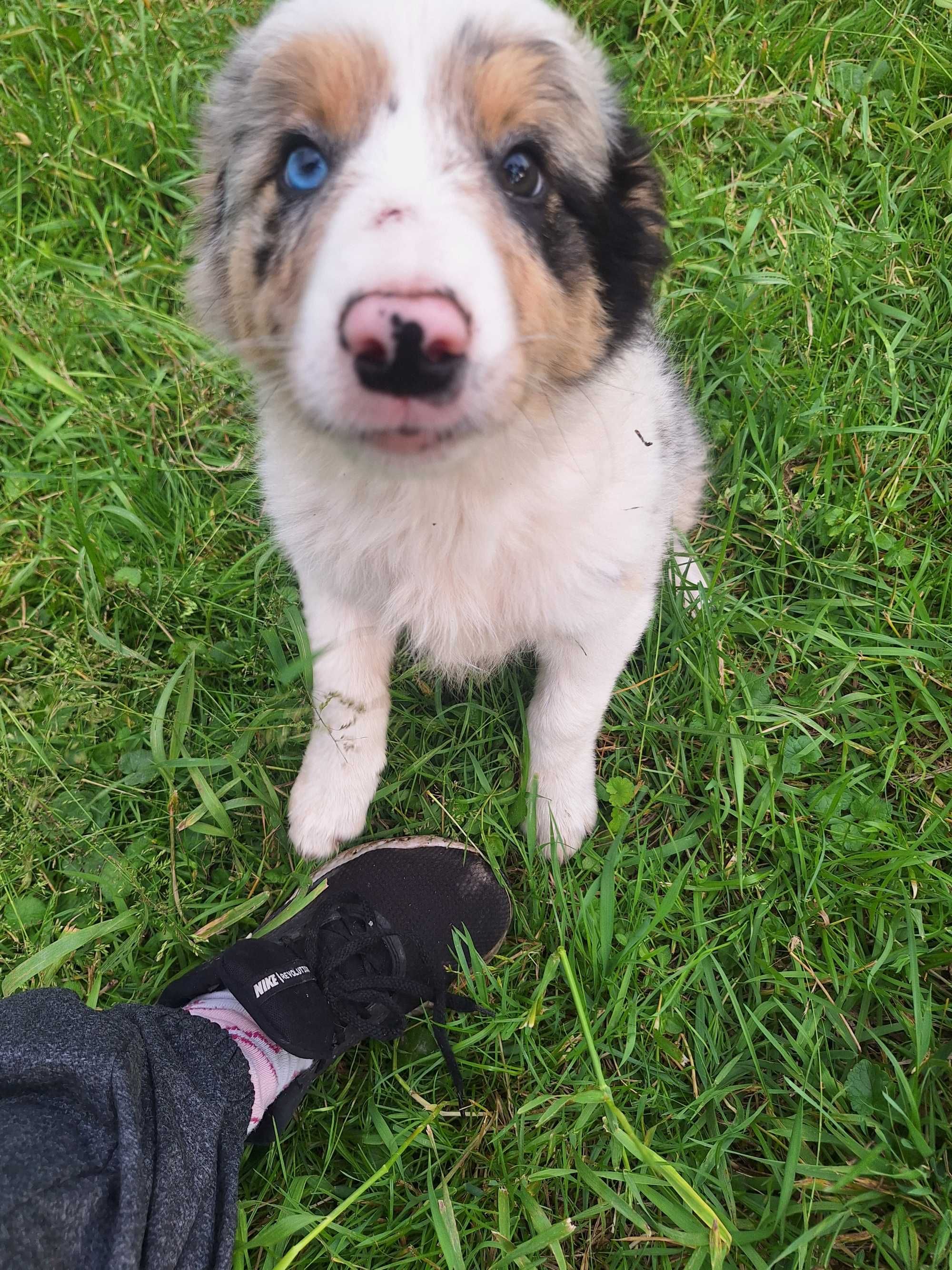 Border collie blue merle róznooki piesek Rabel