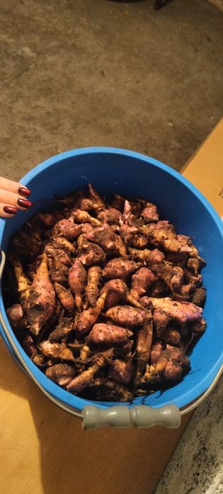 Topinambur, słonecznik bulwiasty