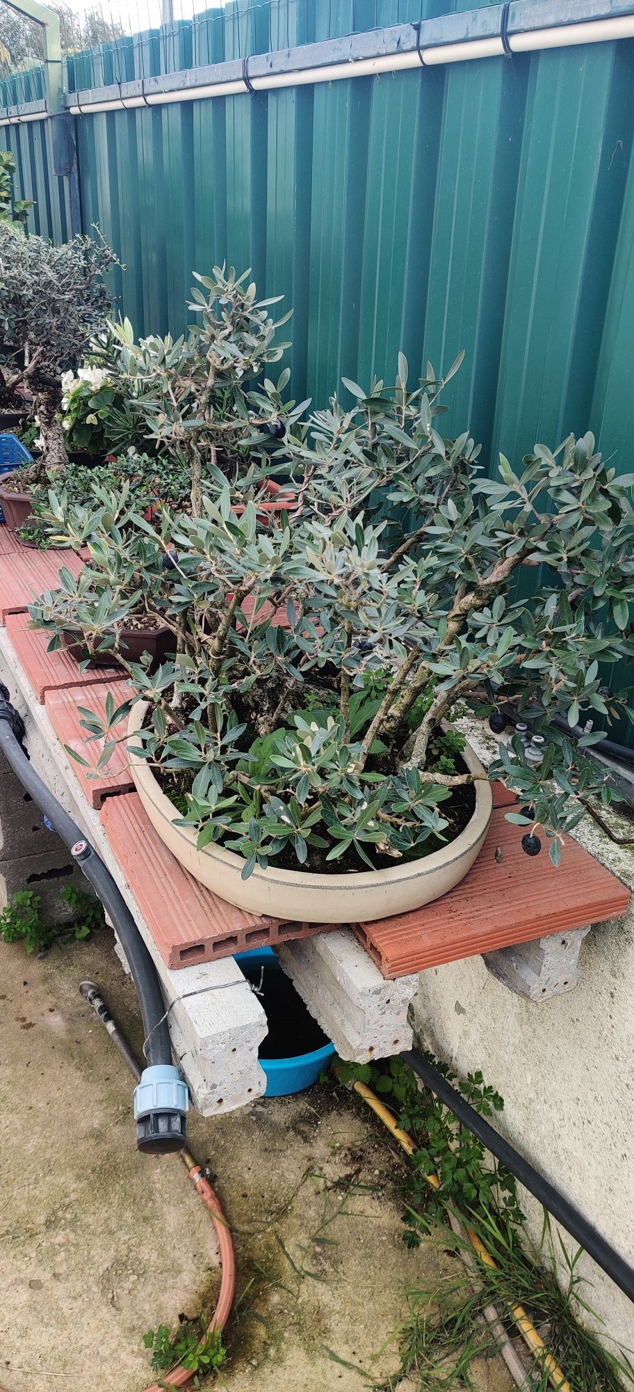 Bonsai Oliveira multitronco