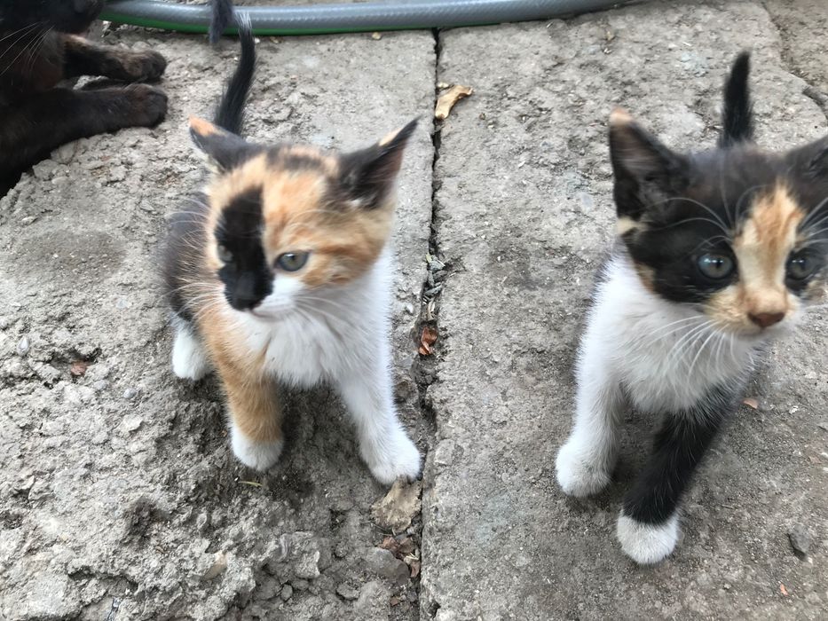 Подарю кошенят в добрі руки