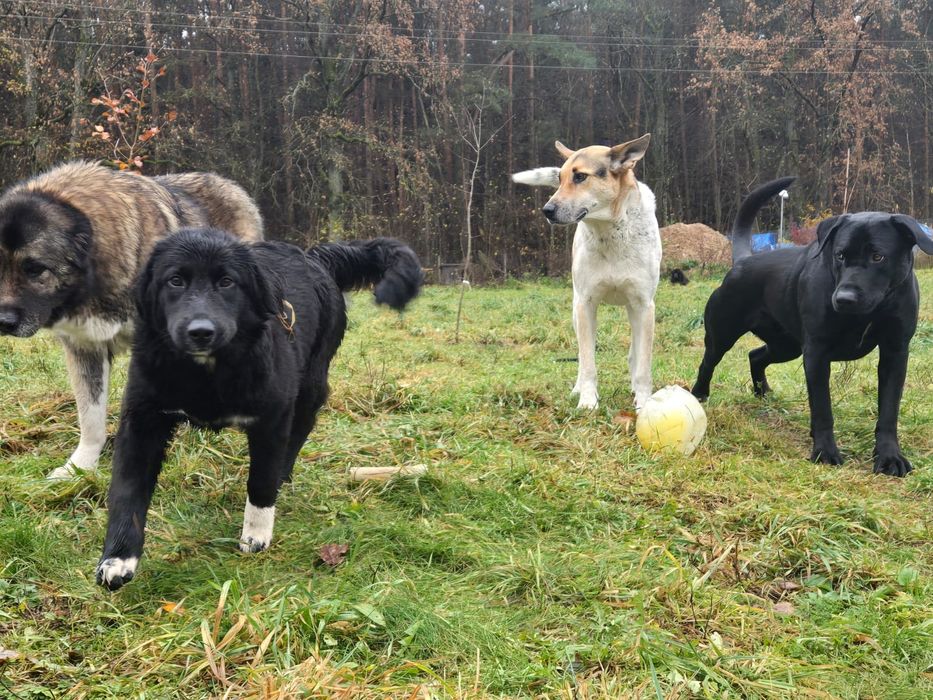 Bella- szczeniak do adopcji