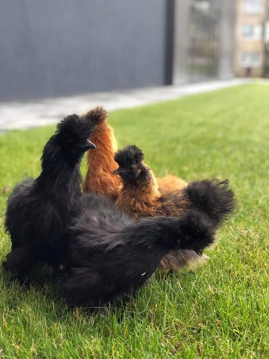 Китайскі пуші на продаж