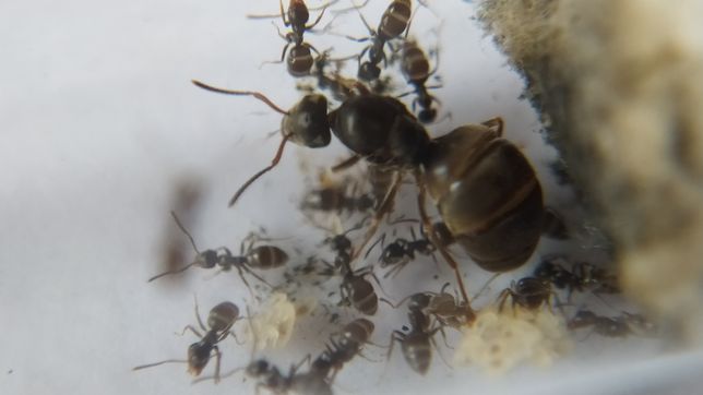 Lasius niger + ПОДАРОК (муравьи/мурахи + жук знахар)