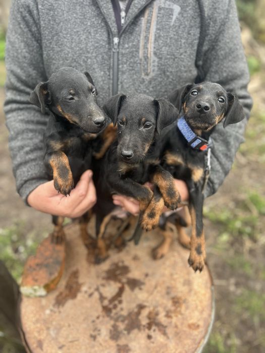 Німецький ягдтерʼєр цуценята