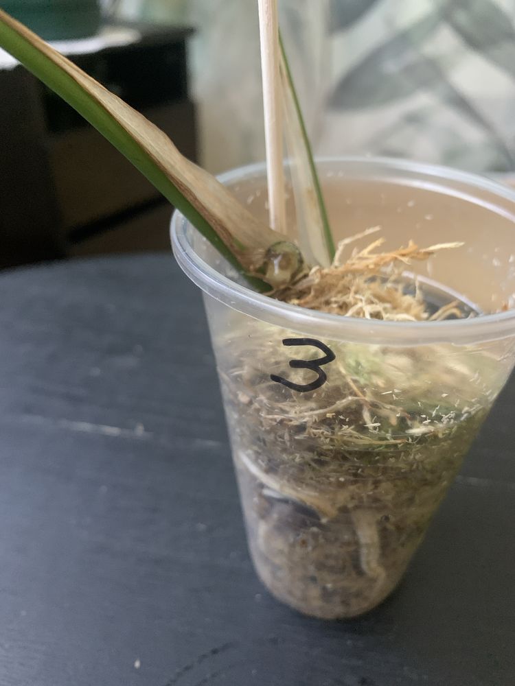 Monstera minima mint - ukorzeniona !