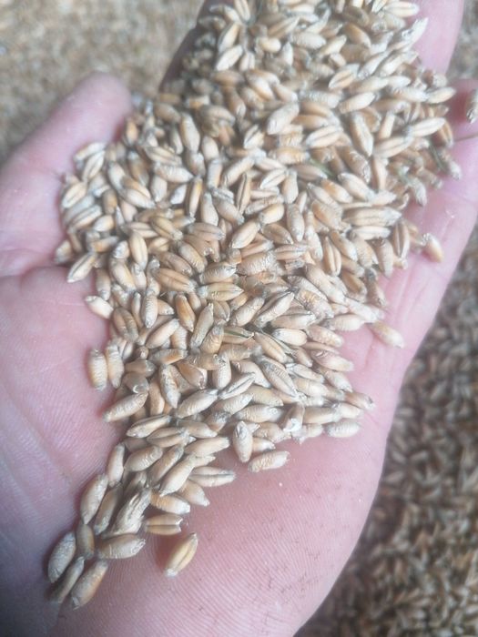 Sprzedam jęczmień ozimy 6 rzedowy