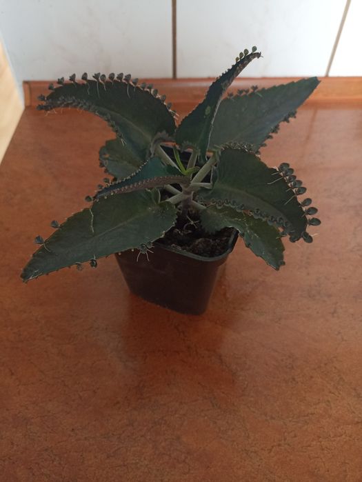 Żyworódka,sansewieria gwinejska.agawa na sprzedaż