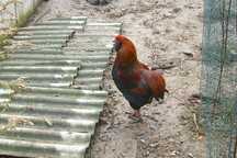 Araucana bezogoniasta jajka lęgowe