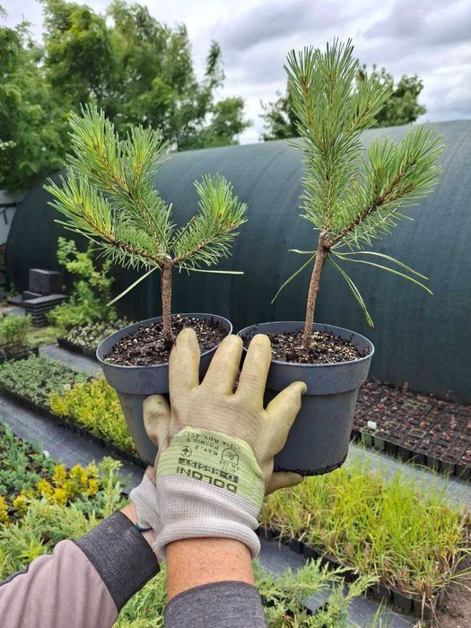 Сосни "Mops","Winter Gold","Watereri",ялини "Glauca Globosa","Inversa"