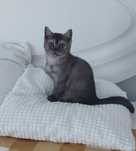 Gatinha British Shorthair Silver