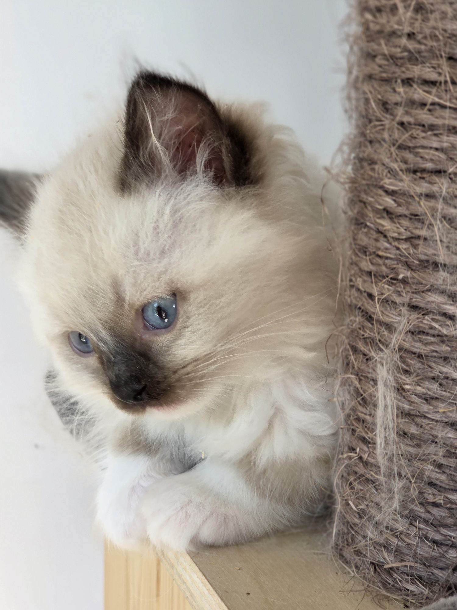 Kotka Ragdoll z rodowodem