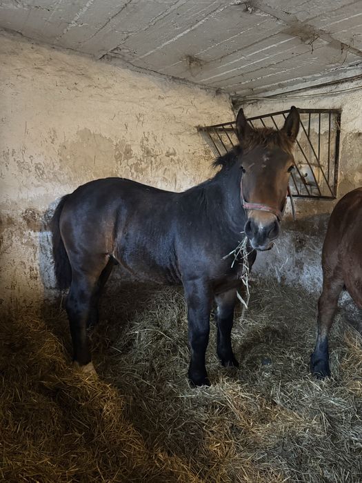Sprzedam źrebaki tłuste ogierki zimnokrwiste
