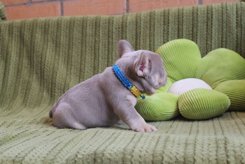 Хлопчик Ізабелла Нью шейд тан супер якість