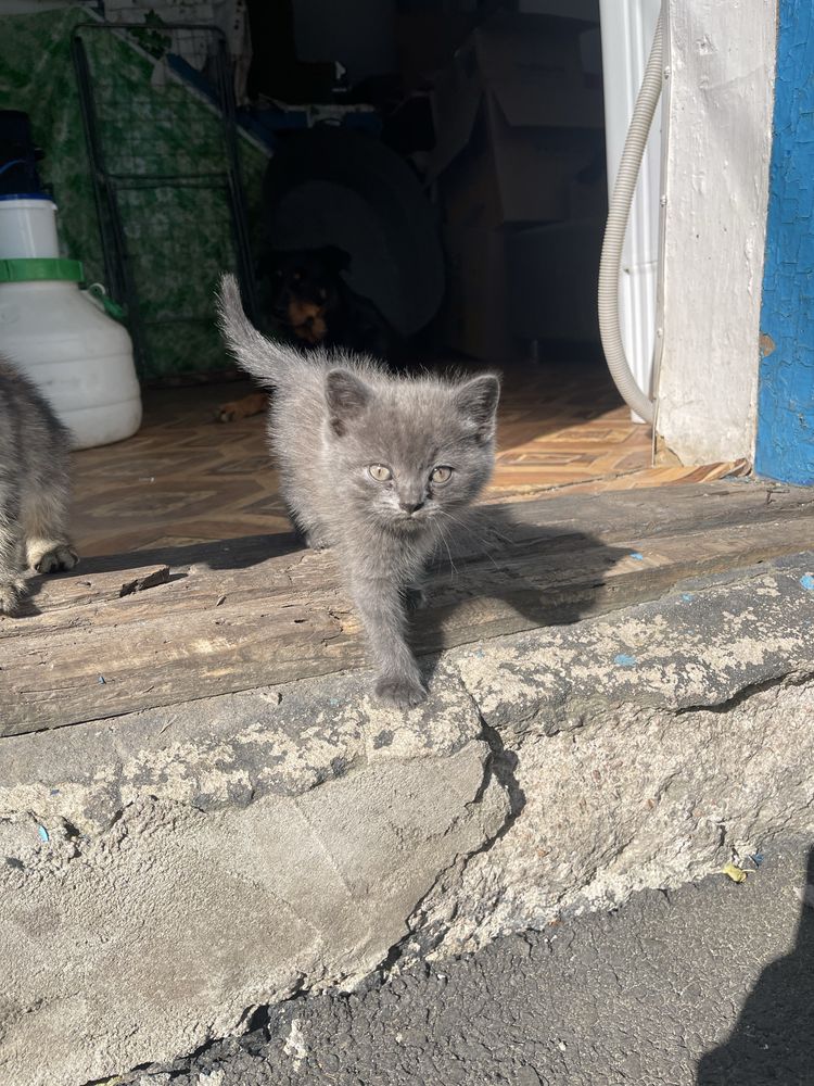 Віддам безкоштовно котиків