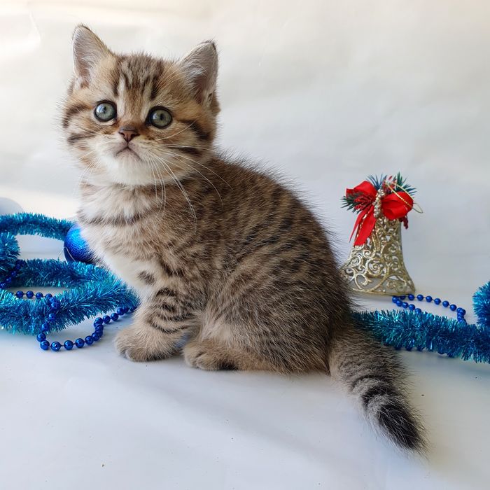 Киев котик маленький британчик, воспитанный малыш. Котята, котенок.