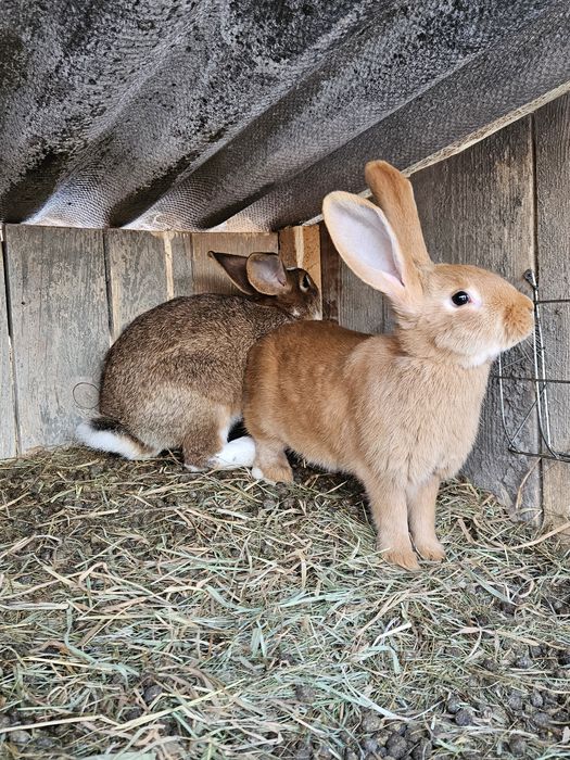 Królik króliki młode