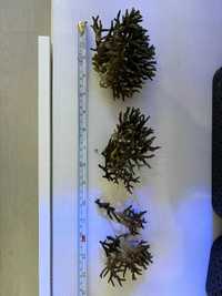 Zestaw koralowców Tubipora Anthelia Seriatopora Capnella