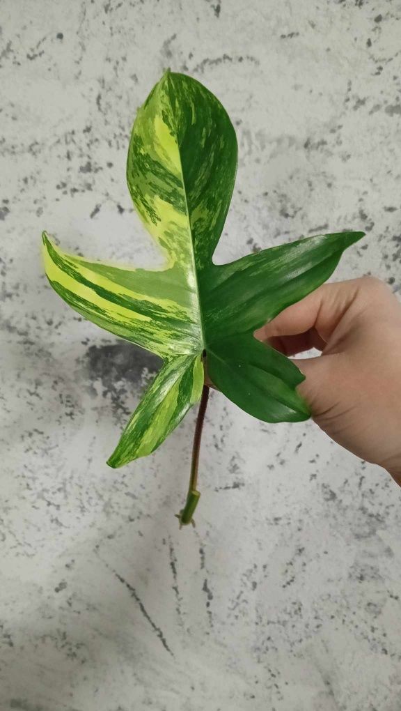 Philodendron florida beauty