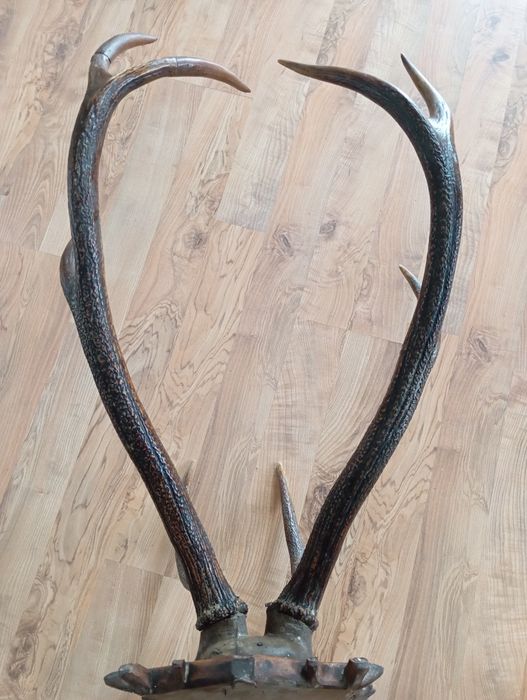 Duże trofeum Poroże jelenia   z 1958 roku