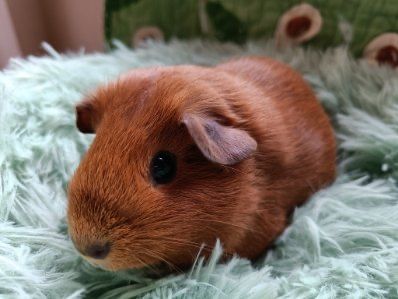 Swinka morska Kawia DomowaUS TEDDY CALIFORNIA -  samiczka - transport