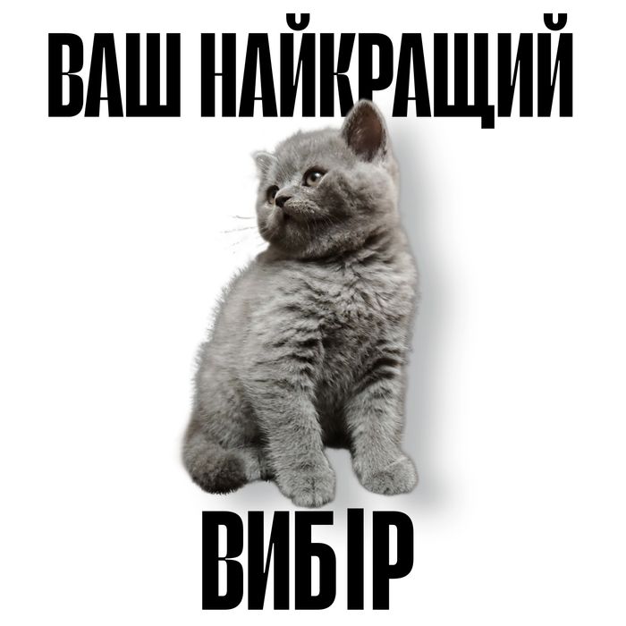 Шотландський котик