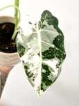 Alocasia Frydek variegata