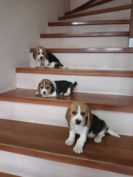 Szczeniak beagle sunia
