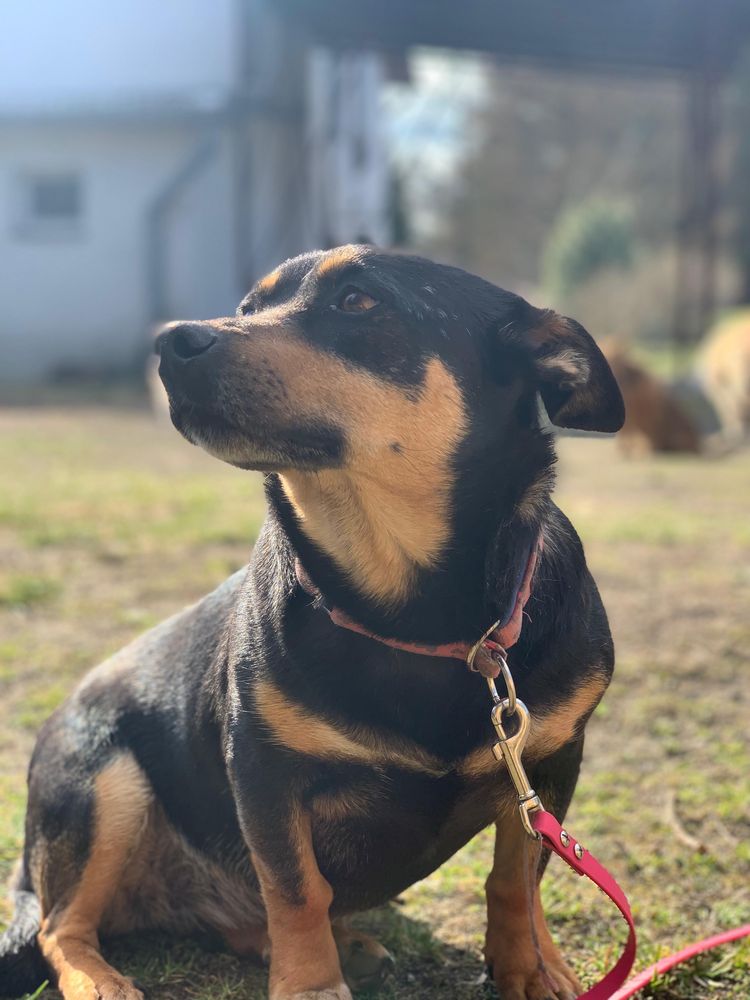 Nala gotowa do adopcji