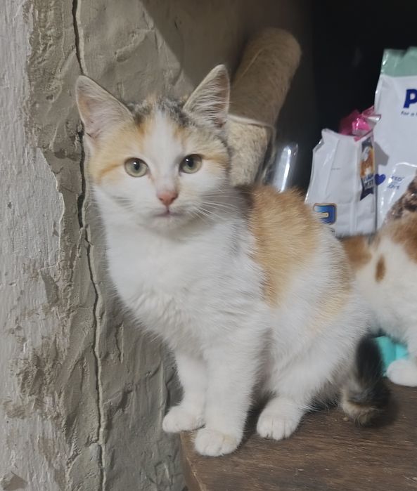 Кішечки шукають домівку