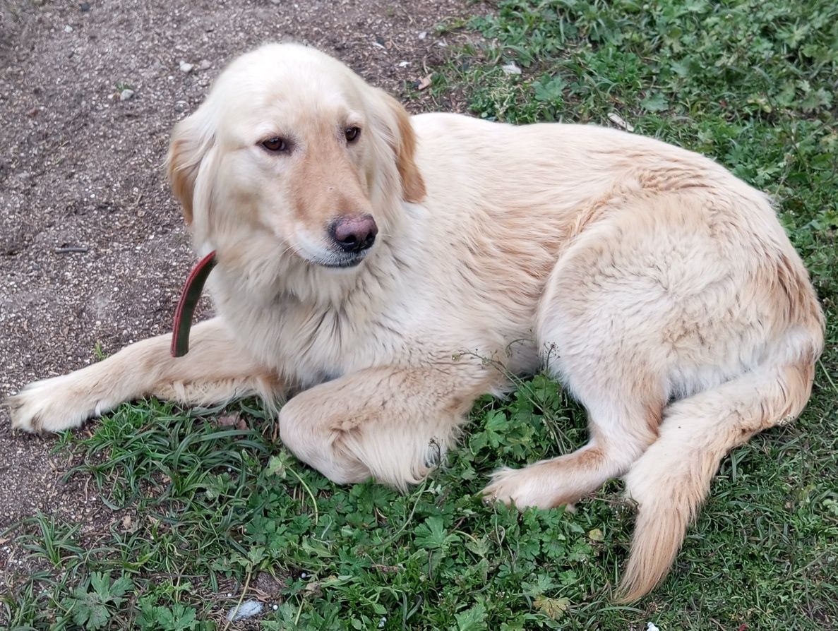 Golden retriever suka dorosła