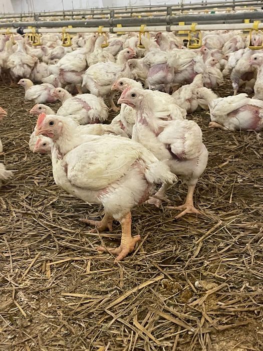 Бройлер кобб-500, підросток, жива вага