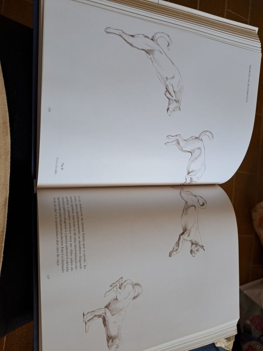 Curso de desenho anatómico  animal
