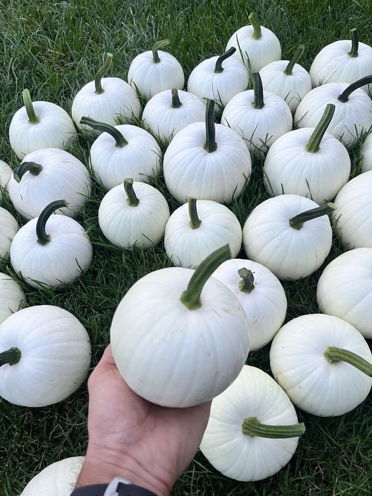 10 szt Biała dekoracyjna dynia ozdobna halloween