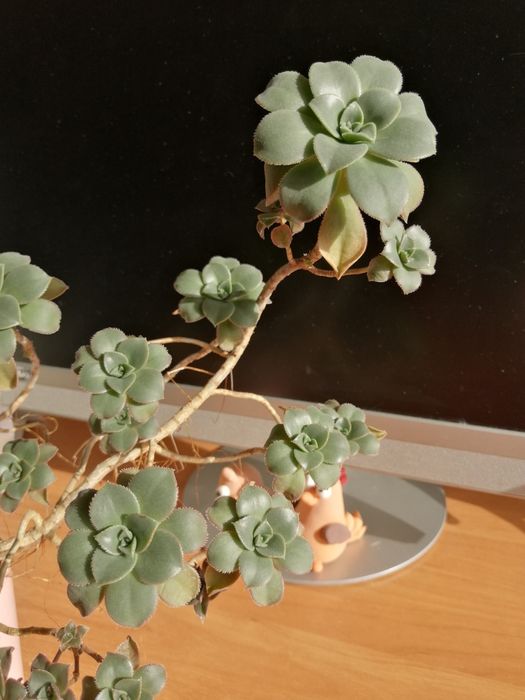 Aeoniun haworthii "Kiwi" duża roślina