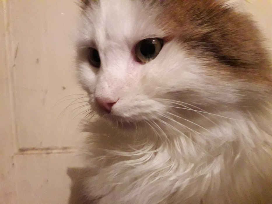 отдам кота бесплатно