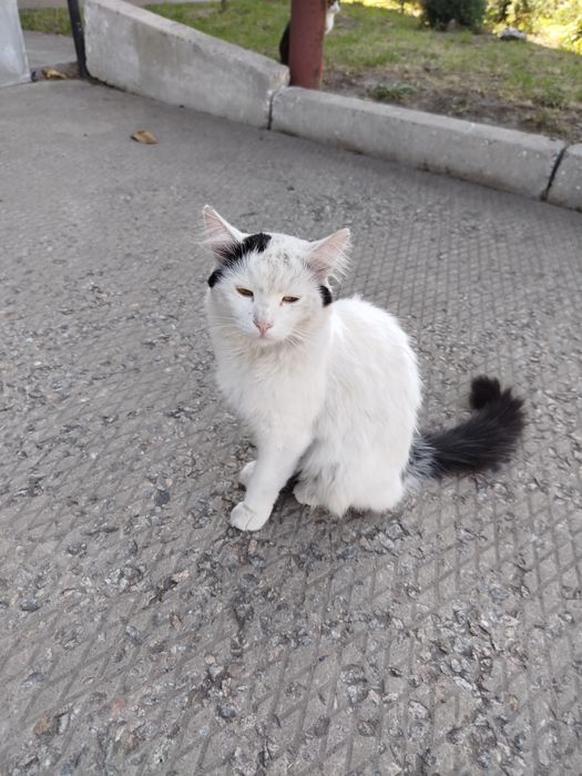 Ласкавий викинутий котик терміново шукає домівку!!!