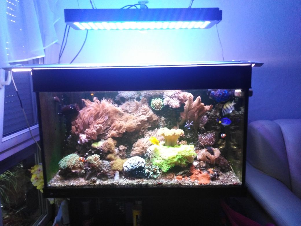 Akwarium morskie 400l Aquamedic Percula 100