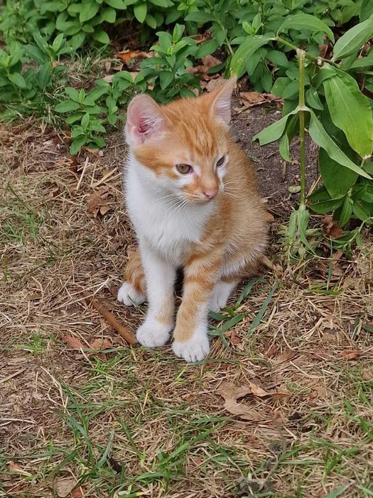 Kot 3,5miesięczny od ręki