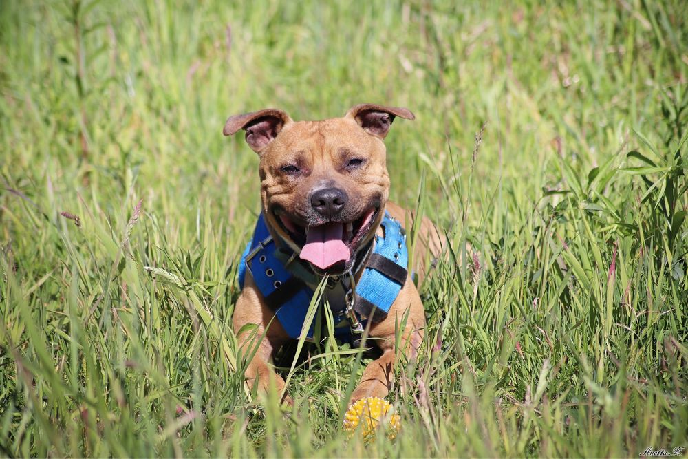 Piękny, wysportowy Pitbull Roki czeka na dom
