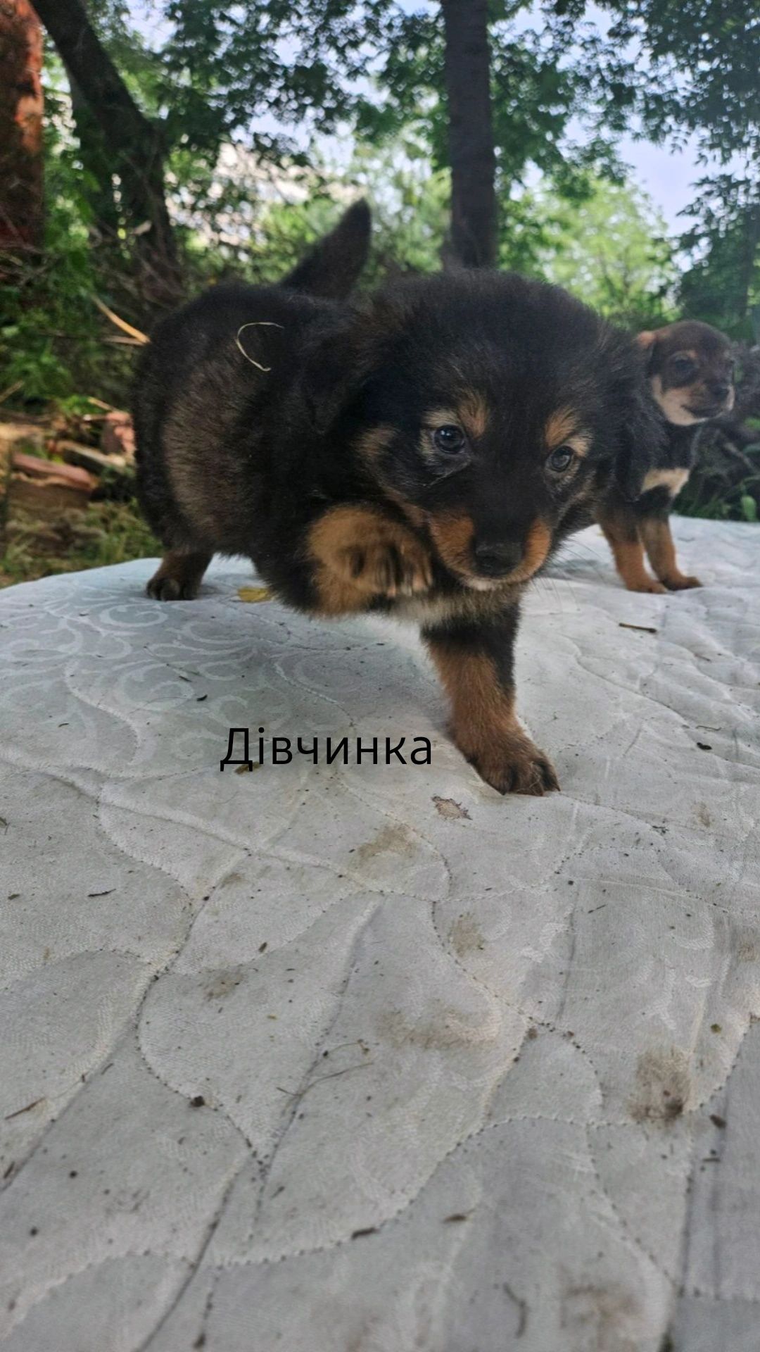 Цуценята в добрі руки