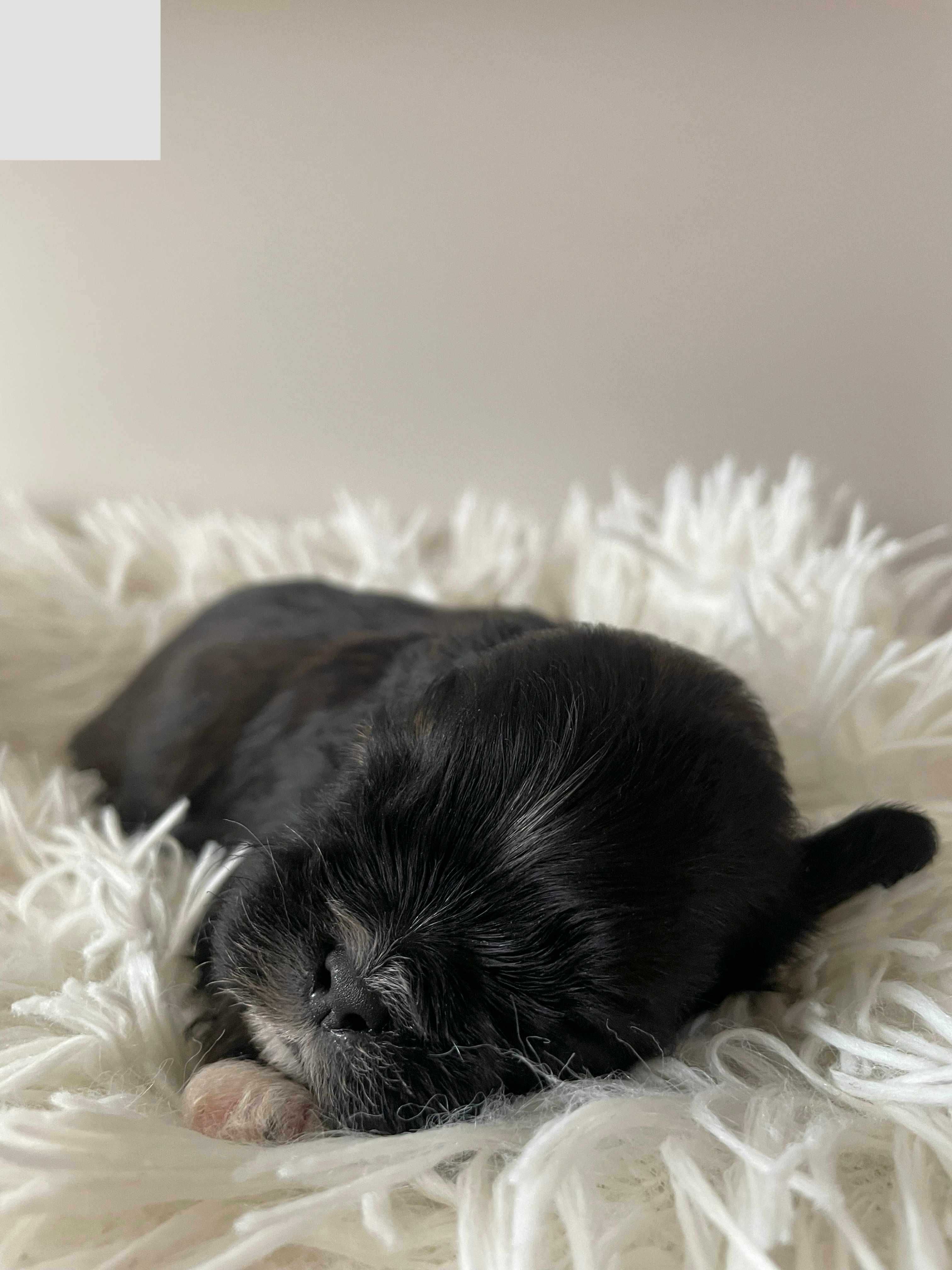 Shih tzu z rodowodem Benji