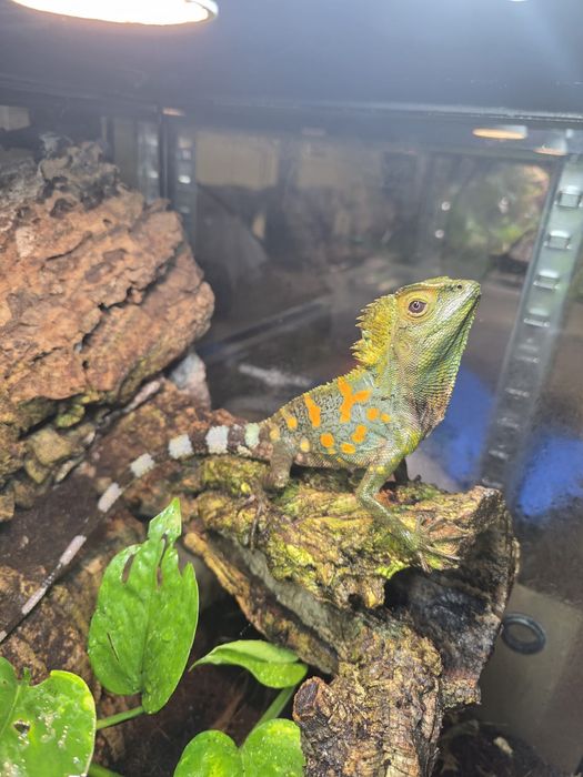 Agama Kameleonowa Jaszczurka Piękny Samiec Rarytas. nie górska