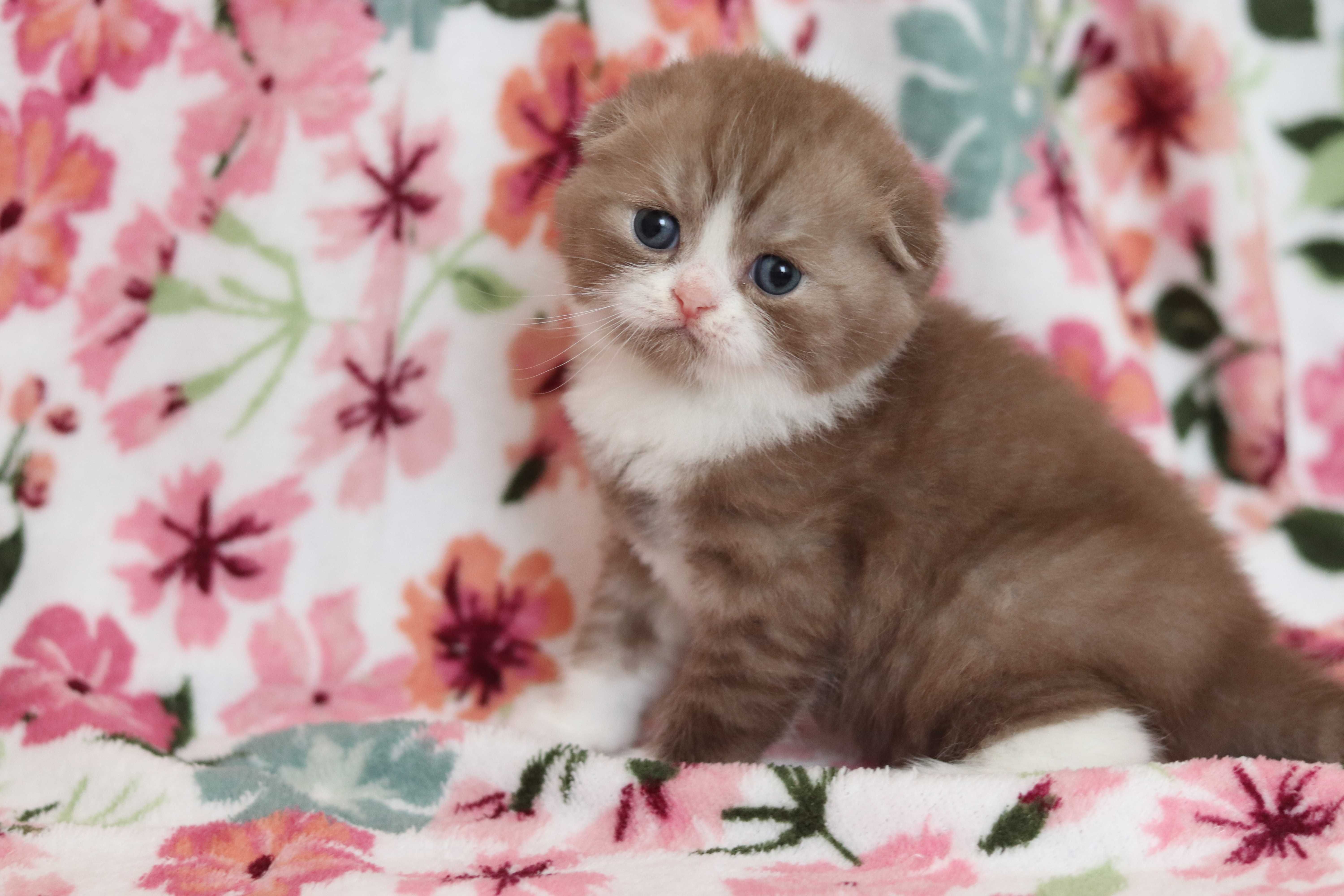 Szkocki zwisłouchy prostouchy Scottish fold straight WCF CZEKOLADOWE