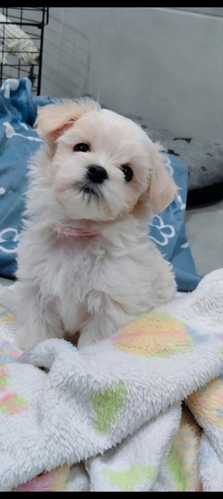 Maltańczyk śliczna Dziewczynka